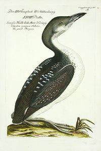 Johann Frisch Antique Bird Print Great Starling - Panteek Antique Prints