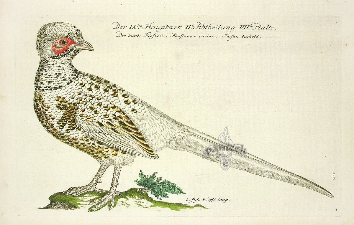 Johann Frisch Antique Bird Print Green Pheasant