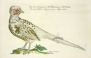 Johann Frisch Antique Bird Print Green Pheasant - Panteek Antique Prints