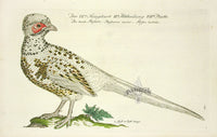Johann Frisch Antique Bird Print Green Pheasant - Panteek Antique Prints