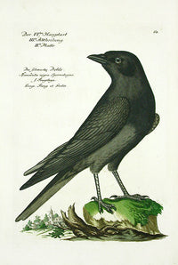 Johann Frisch Antique Bird Print Jackdaw - Panteek Antique Prints