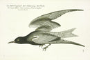 Johann Frisch Antique Bird Print Larus minimus - Panteek Antique Prints