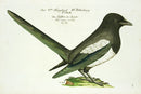 Johann Frisch Antique Bird Print Pica varia caudata - Panteek Antique Prints
