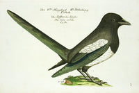 Johann Frisch Antique Bird Print Pica varia caudata - Panteek Antique Prints