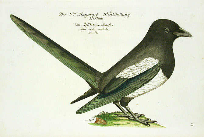 Johann Frisch Antique Bird Print Pica varia caudata
