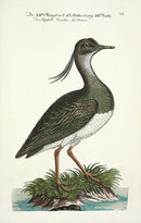 Johann Frisch Antique Bird Print Vaneullus - Panteek Antique Prints