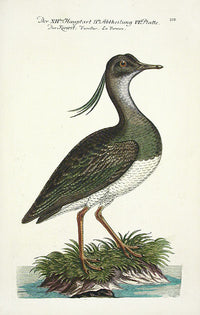 Johann Frisch Antique Bird Print Vaneullus - Panteek Antique Prints