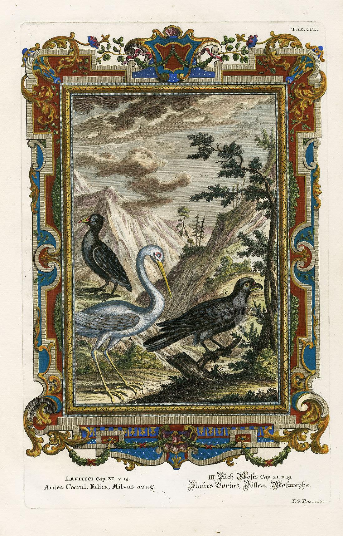 Johann Scheuchzer Copper Engraving Ardea Cocrul Fulica, Milvus aerug