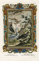 Johann Scheuchzer Copper Engraving Ardea Cocrul Fulica, Milvus aerug - Panteek Antique Prints