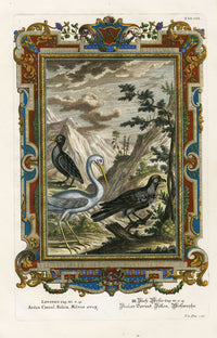 Johann Scheuchzer Copper Engraving Ardea Cocrul Fulica, Milvus aerug - Panteek Antique Prints