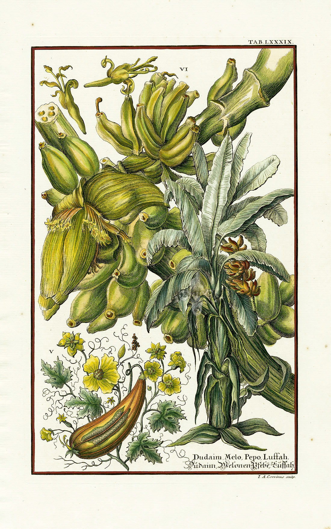 Johann Scheuchzer Copper Engraving Banana, Luffa