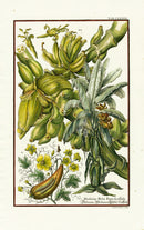 Johann Scheuchzer Copper Engraving Banana, Luffa - Panteek Antique Prints