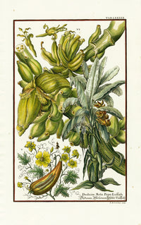 Johann Scheuchzer Copper Engraving Banana, Luffa - Panteek Antique Prints