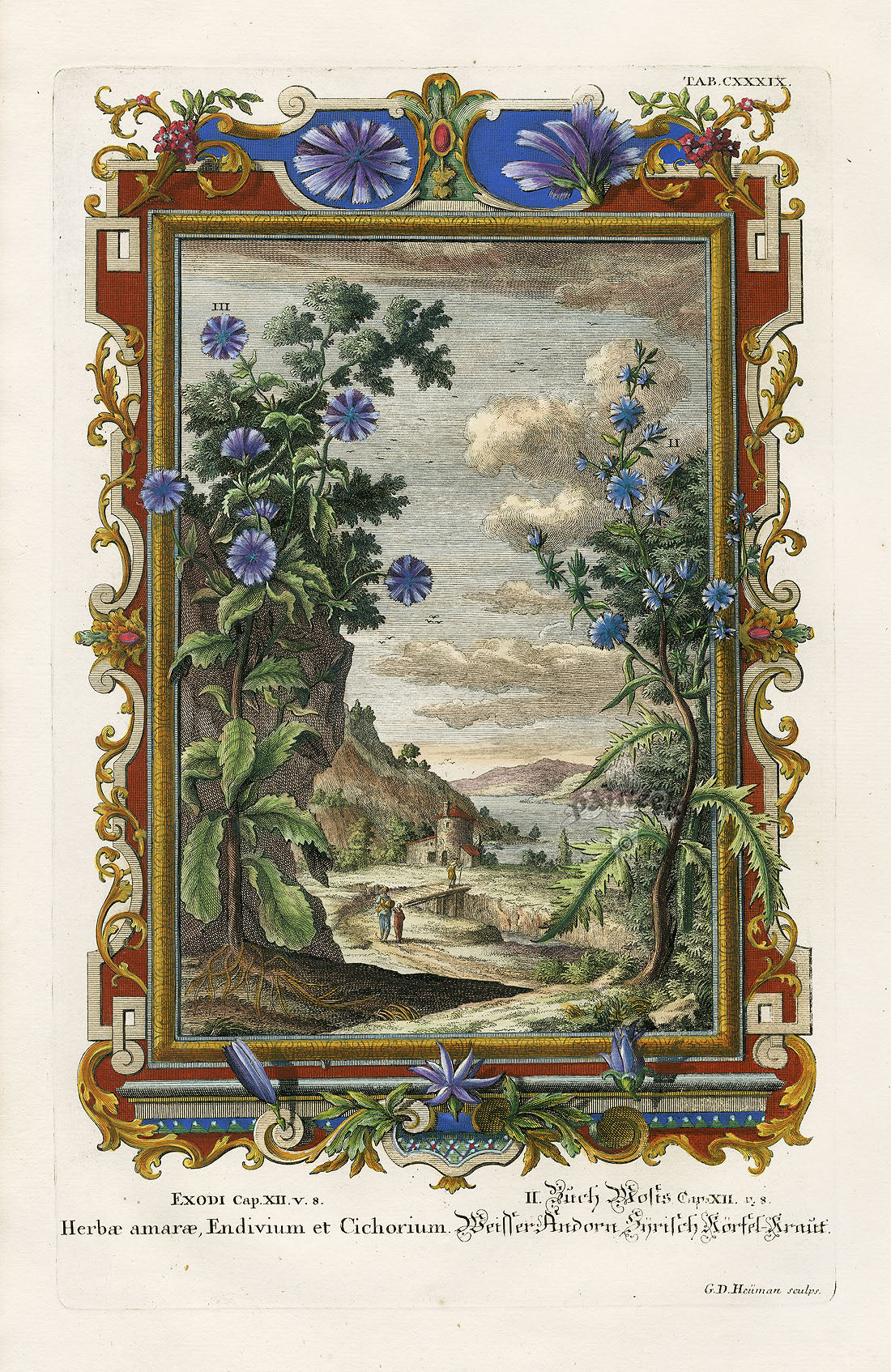 Johann Scheuchzer Copper Engraving Chichory