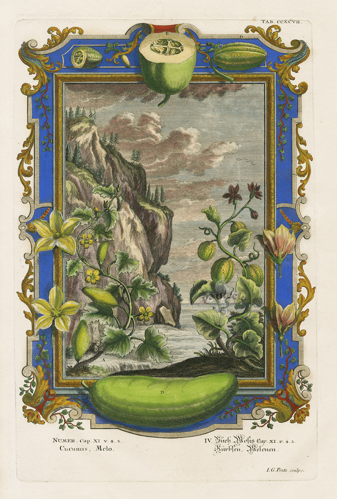 Johann Scheuchzer Copper Engraving Cucumis, Melo