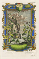 Johann Scheuchzer Copper Engraving Cucumis, Melo - Panteek Antique Prints