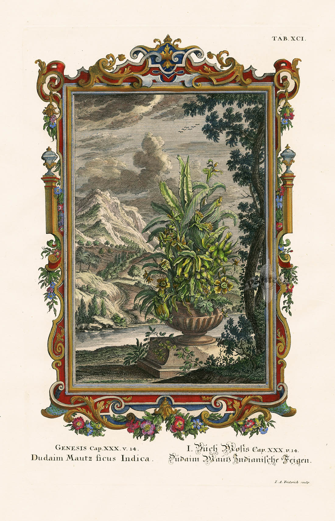 Johann Scheuchzer Copper Engraving Dudaim Mautz ficus Indica