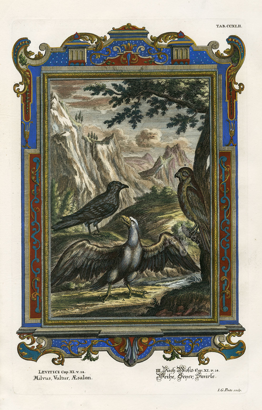 Johann Scheuchzer Copper Engraving Eagle, Vulture