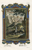 Johann Scheuchzer Copper Engraving Eagle, Vulture - Panteek Antique Prints