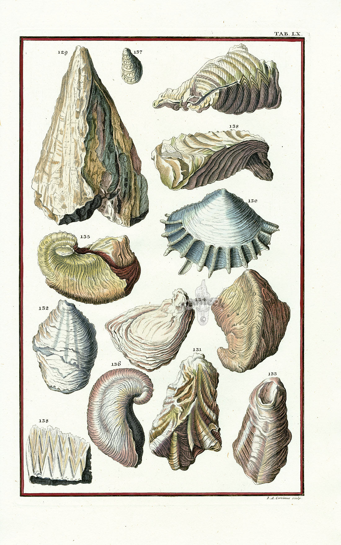 Johann Scheuchzer Copper Engraving Fossils, Shells