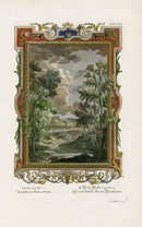 Johann Scheuchzer Copper Engraving Gingidium Tanacetum - Panteek Antique Prints