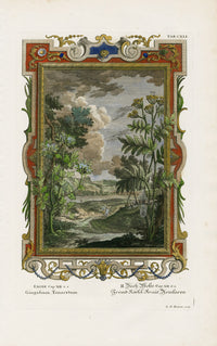 Johann Scheuchzer Copper Engraving Gingidium Tanacetum - Panteek Antique Prints