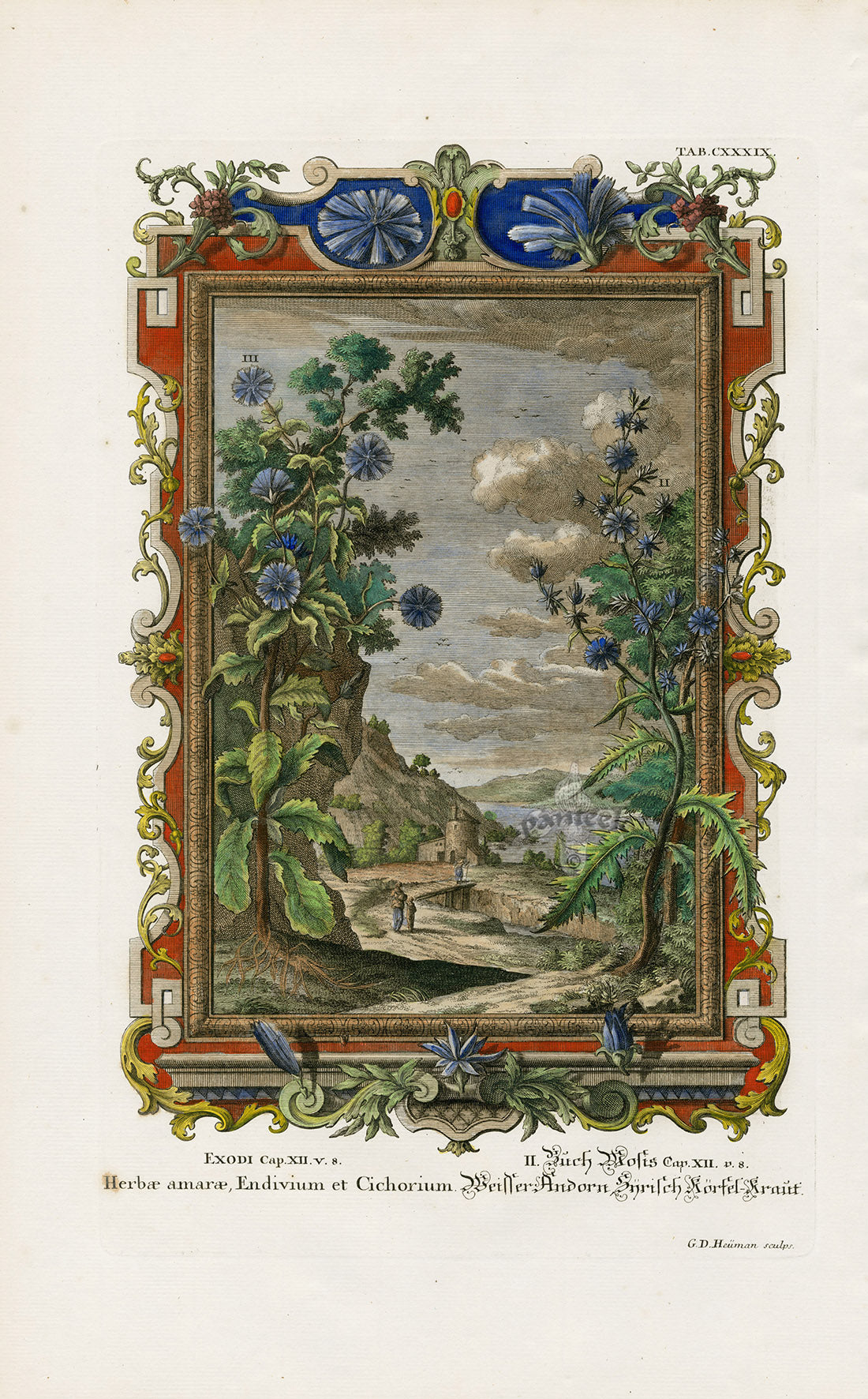 Johann Scheuchzer Copper Engraving Herbae amarae