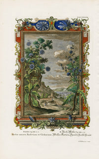 Johann Scheuchzer Copper Engraving Herbae amarae - Panteek Antique Prints