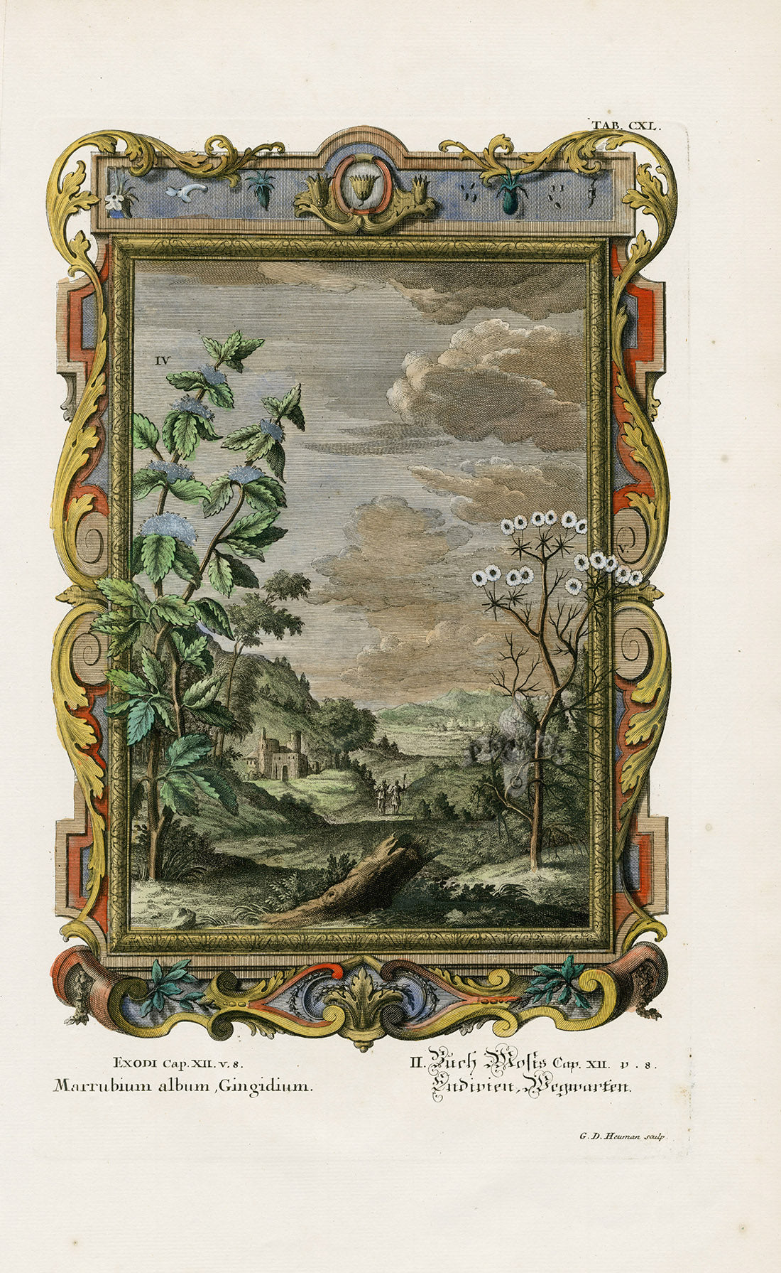 Johann Scheuchzer Copper Engraving Marrubium album Gingidium