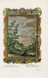 Johann Scheuchzer Copper Engraving Marrubium album Gingidium - Panteek Antique Prints