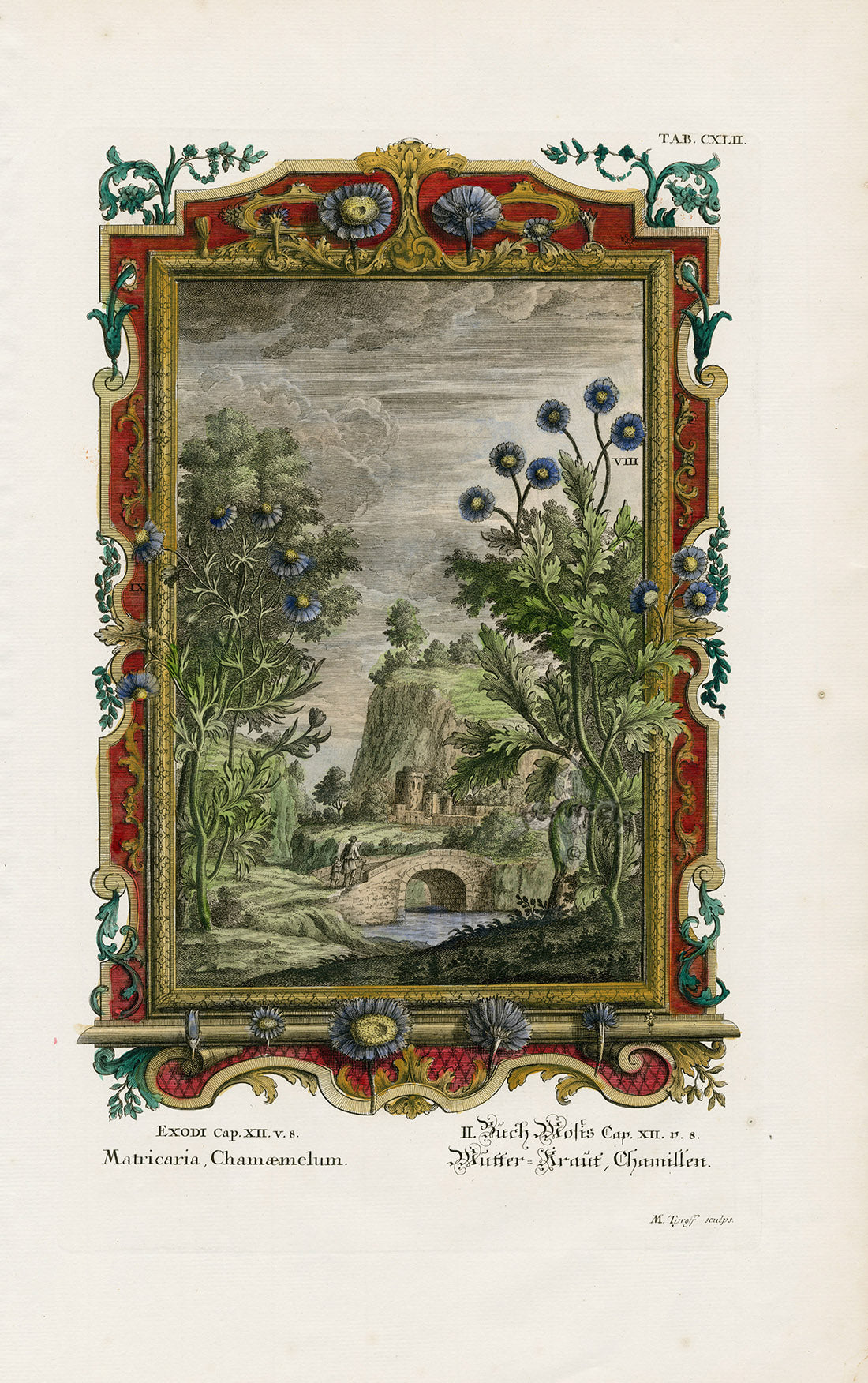 Johann Scheuchzer Copper Engraving Matricaria, Chamaemelum