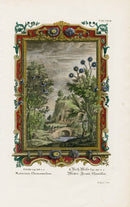 Johann Scheuchzer Copper Engraving Matricaria, Chamaemelum - Panteek Antique Prints