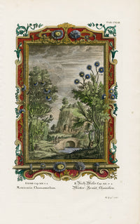 Johann Scheuchzer Copper Engraving Matricaria, Chamaemelum - Panteek Antique Prints