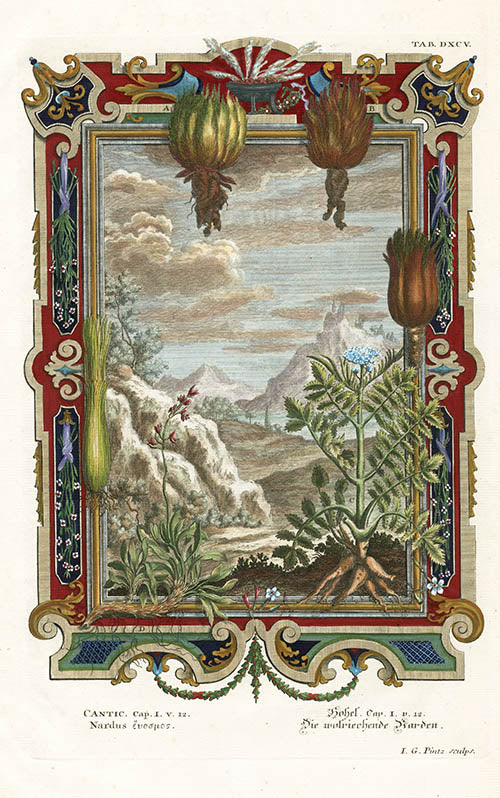 Johann Scheuchzer Copper Engraving Nardus, Flowers