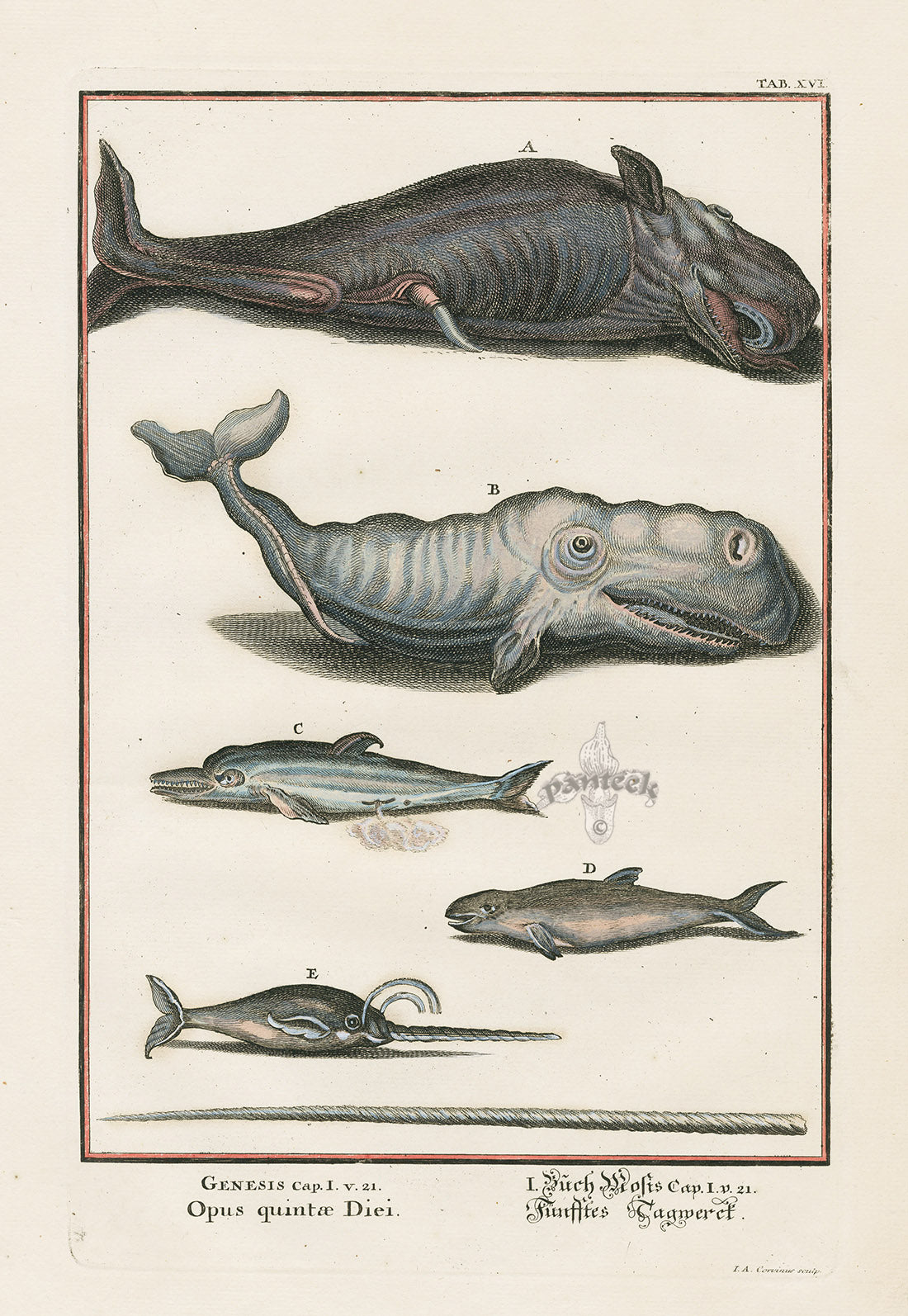 Johann Scheuchzer Copper Engraving Opus quintae Diei