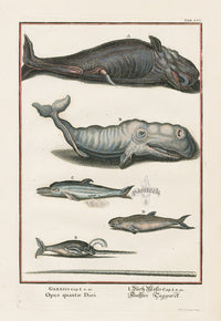 Johann Scheuchzer Copper Engraving Opus quintae Diei - Panteek Antique Prints