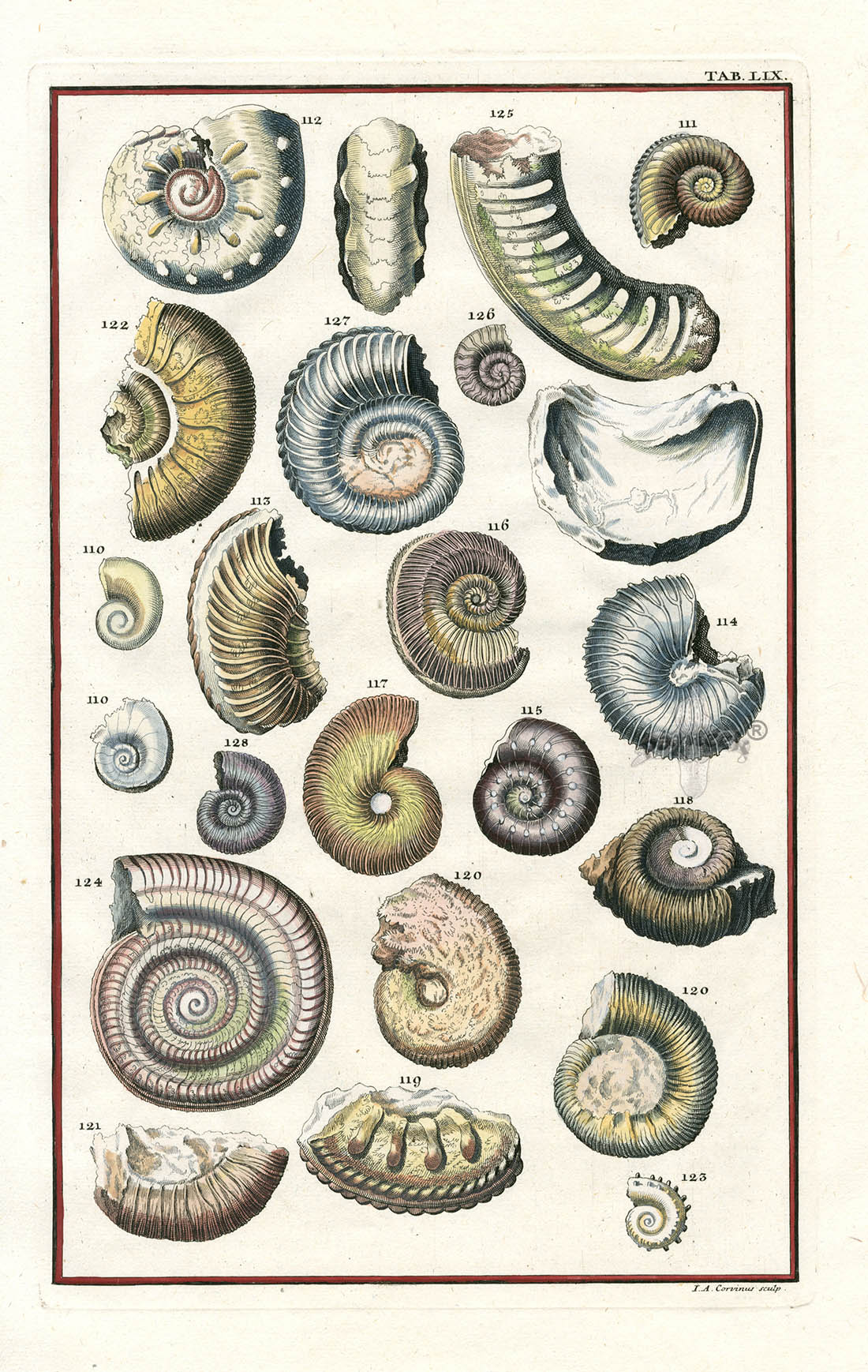 Johann Scheuchzer Copper Engraving Shells, Fossils