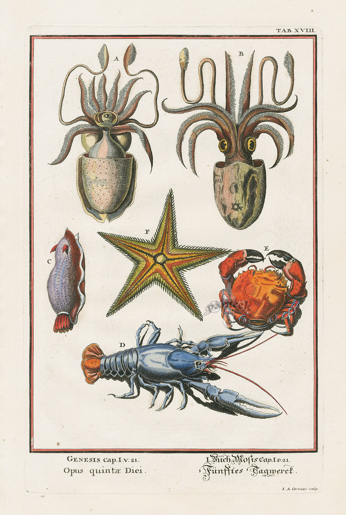 Johann Scheuchzer Copper Engraving Starfish, Ocotpus, Lobster, Crab
