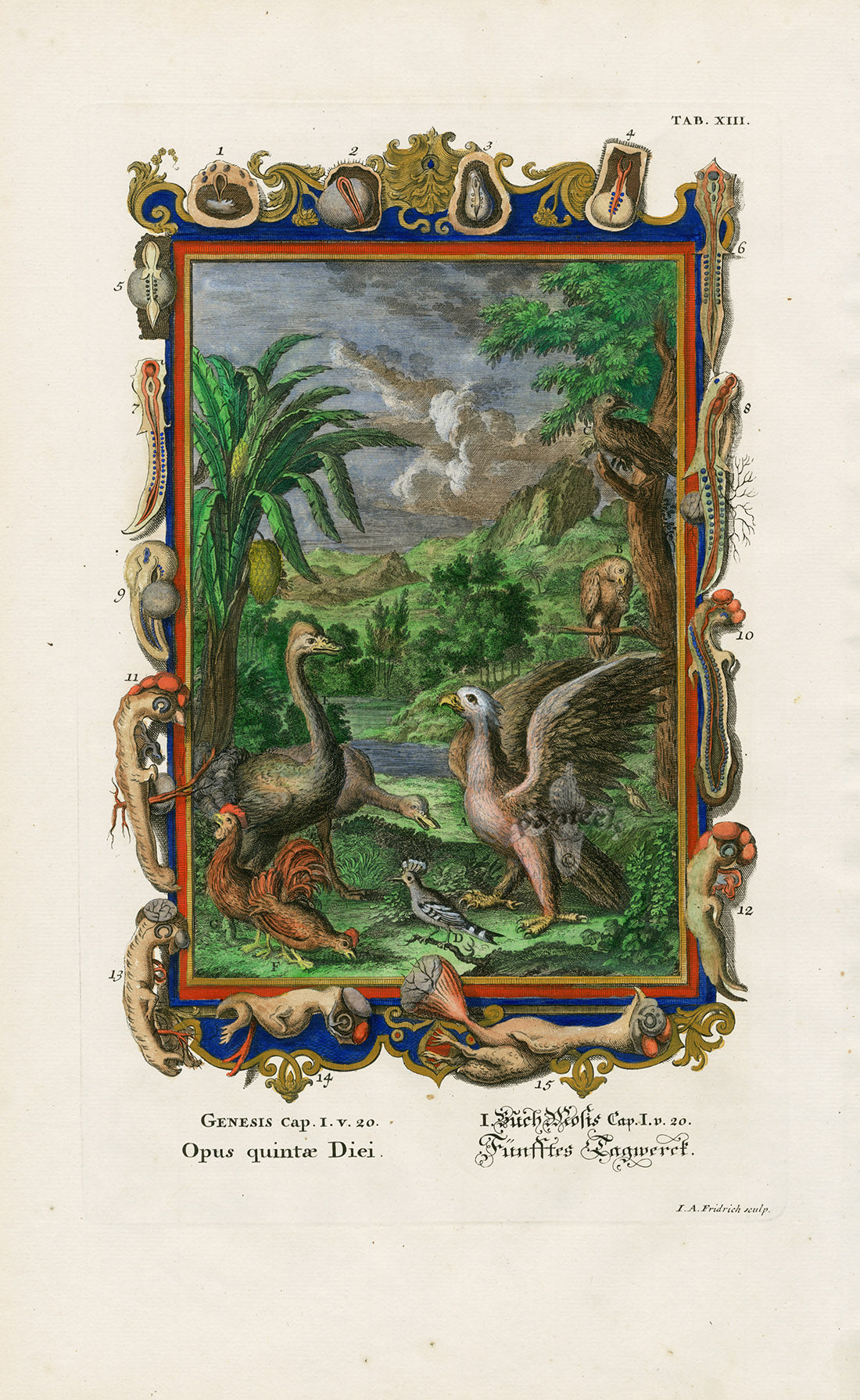 Johann Scheuchzer Copper Engraving Tab 13: Opus quintae Diei