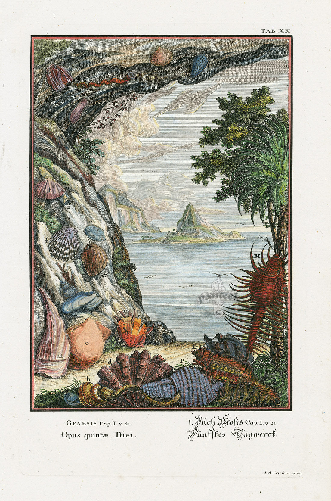 Johann Scheuchzer Copper Engraving Tab 20: Opus Quintae Diei