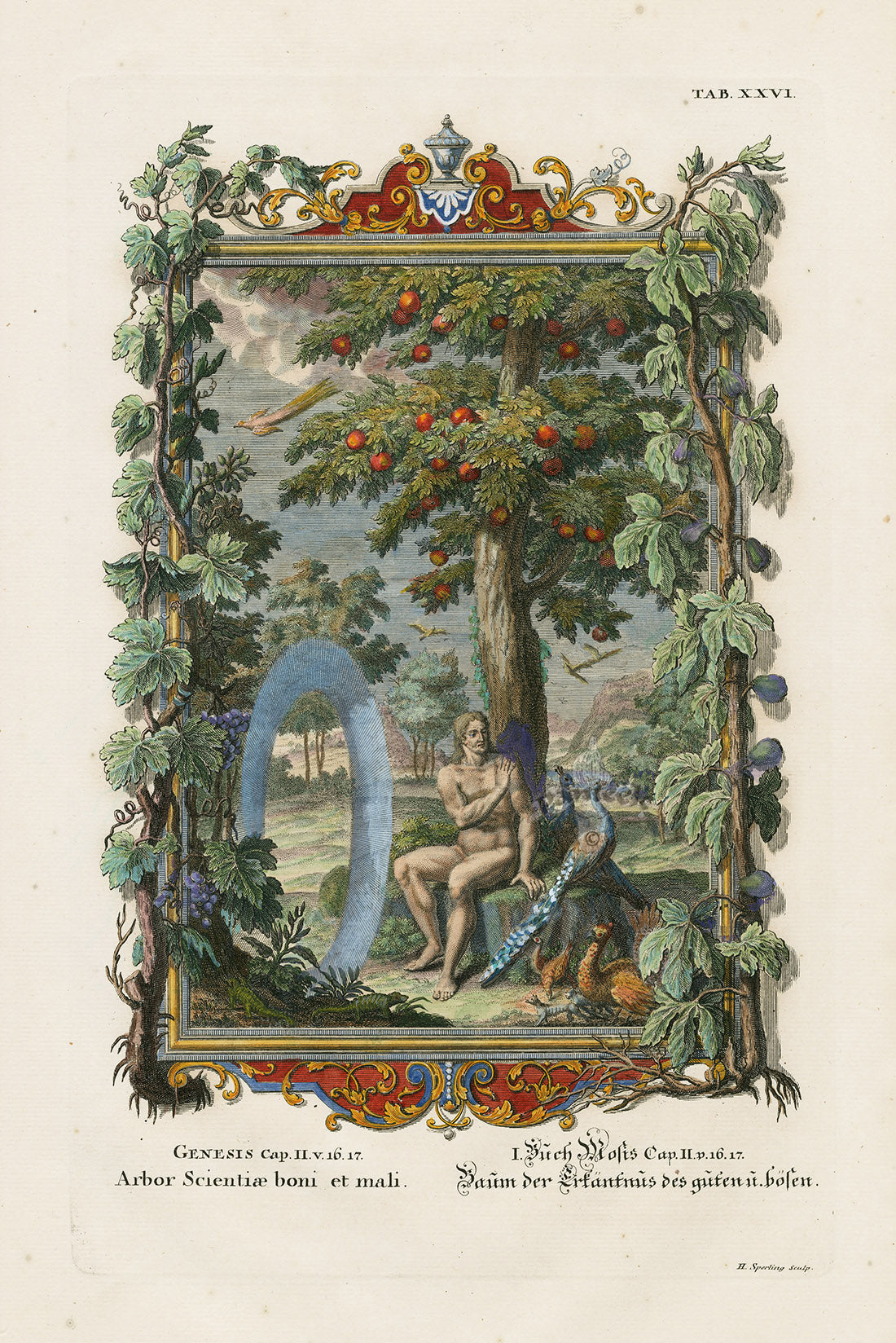 Johann Scheuchzer Copper Engraving Tree of Knowledge, Good & Evil