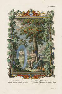 Johann Scheuchzer Copper Engraving Tree of Knowledge, Good & Evil - Panteek Antique Prints