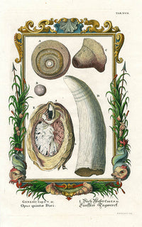 Johann Scheuchzer Copper Engraving Whale Tooth - Panteek Antique Prints