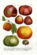 Johann W. Weinmann Phytanthoza Iconographia 1735 Apples - Panteek Antique Prints