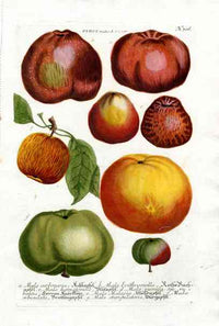 Johann W. Weinmann Phytanthoza Iconographia 1735 Apples - Panteek Antique Prints