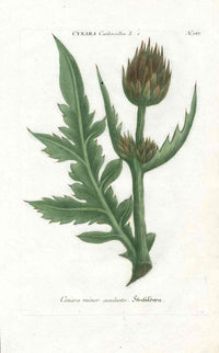 Johann W. Weinmann Phytanthoza Iconographia 1735 Artichoke - Panteek Antique Prints