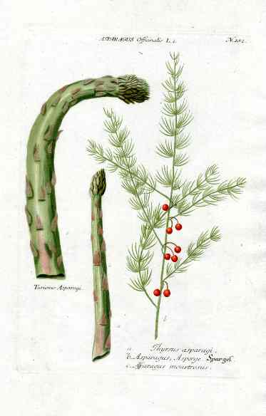 Johann W. Weinmann Phytanthoza Iconographia 1735 Asparagus