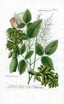 Johann W. Weinmann Phytanthoza Iconographia 1735 Banana - Panteek Antique Prints