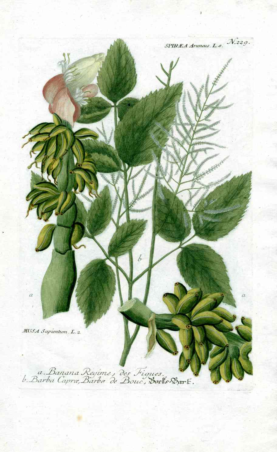 Johann W. Weinmann Phytanthoza Iconographia 1735 Banana