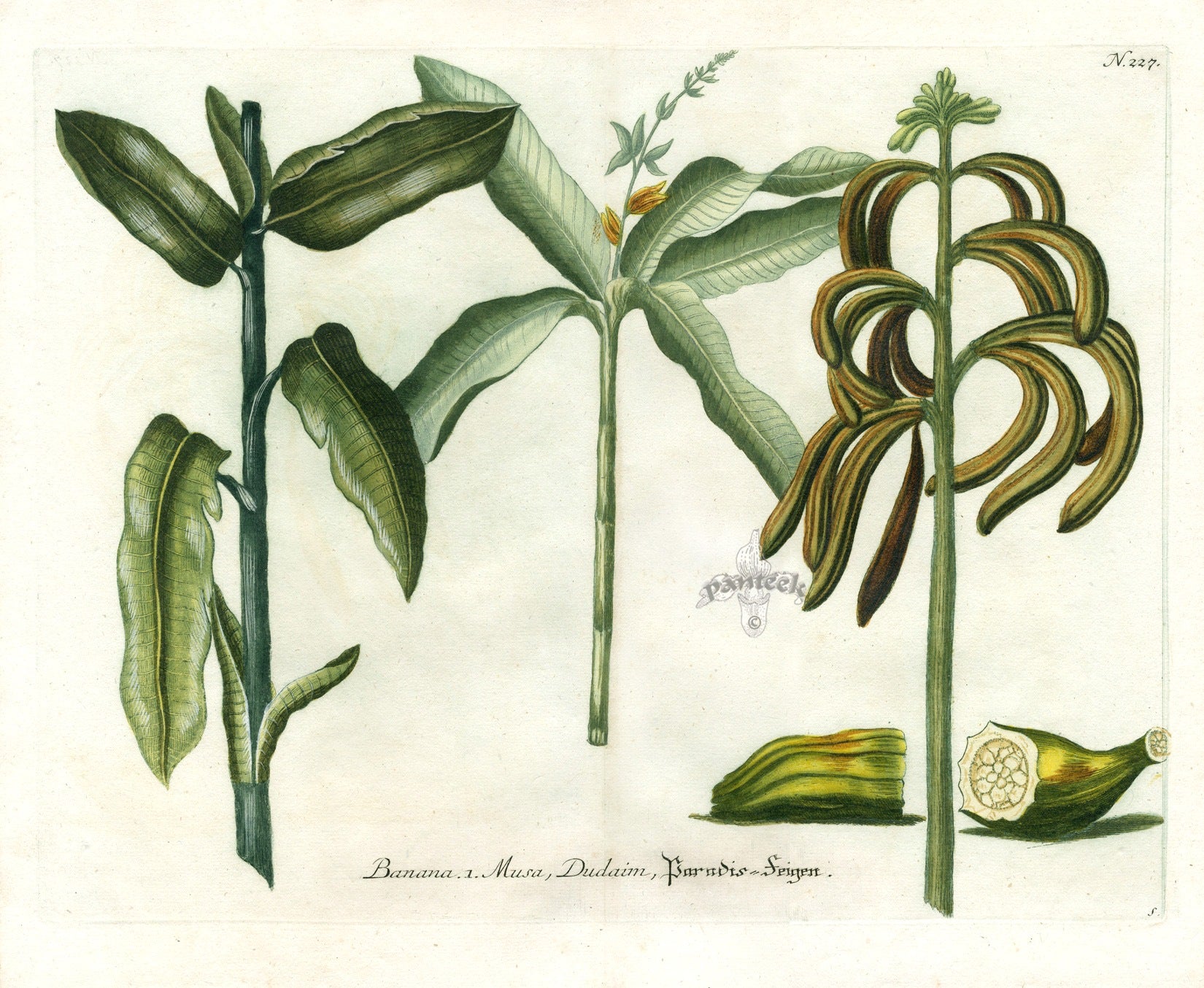 Johann W. Weinmann Phytanthoza Iconographia 1735 Banana, Musa